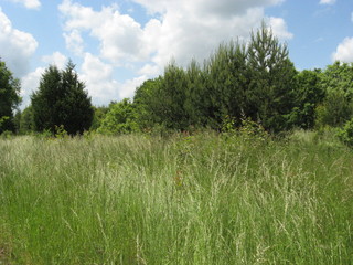 grass field near a forest