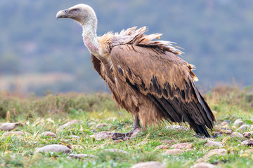 Griffon Vulture on top of Mountain Range