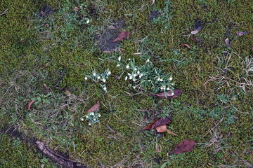 Schneeglöckchen auf einer Wiese von oben aufgenommen
