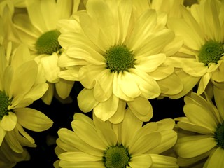 Close-up of a bouquet of yellow chrysanthemums with a green center.