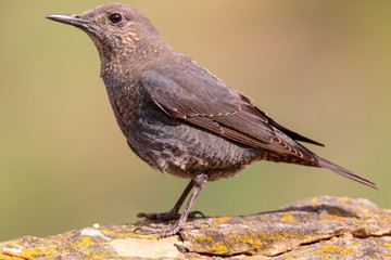 Female Blue Rock Thrush on a branch