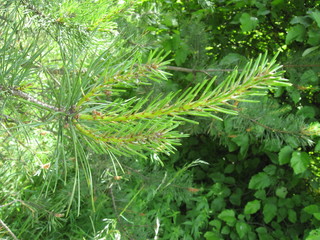Fototapeta na wymiar branches of spruce