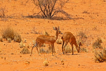 Pre-mating behaviour two steenbok, male licking