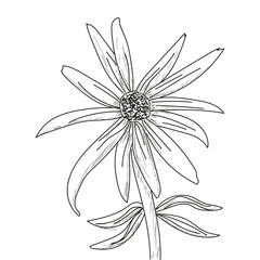 Isolated flower sketch