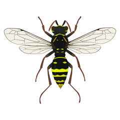 Wasp insect vector color drawing. A stinging insect, an insect pest. Flat design.