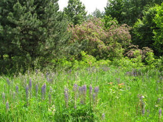 green grass in the forest