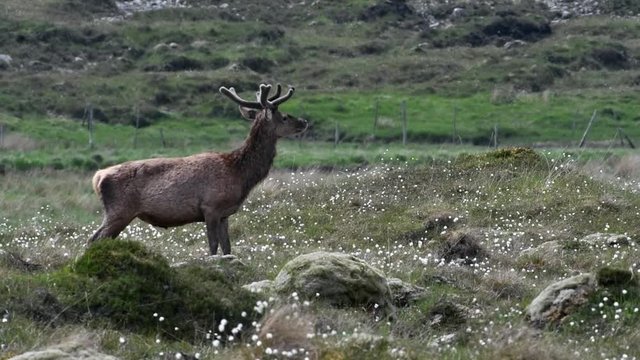Red deer (Cervus elaphus) stag with antlers covered in velvet  in the Scottish Highlands in spring, Scotland, UK