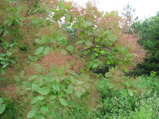 green forest background