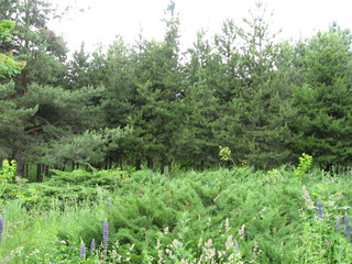 spring in the forest