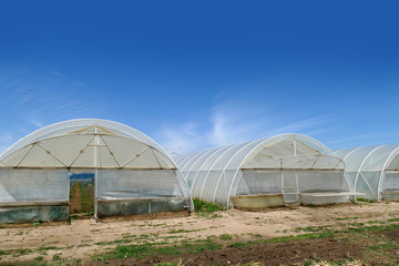 Fototapeta na wymiar Vegetable greenhouses copy space. Vegetarianism background for design