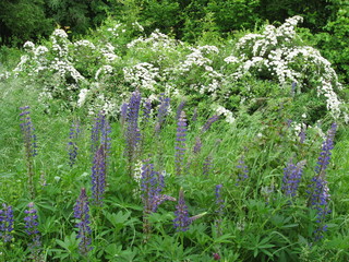 field of blue flowers