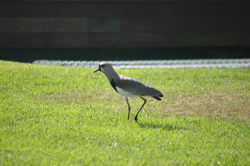 Obraz na płótnie Canvas beak bird walking in the green grass