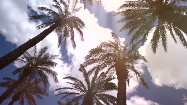 Palm Tress Waving On A Sunny Day 4K