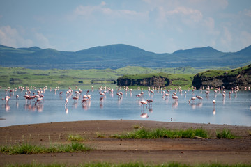Fototapeta premium Pink lesser Flamingos at Lake Natron with volcano on background in Rift valley, Tanzania