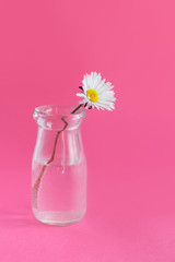 Spring composition with daisy in a glass jar