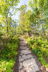 Fototapeta na wymiar Path in the forest on sunny day, hiking trail in mountains