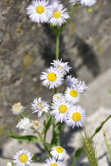 Daisy, white flowers on a green stem