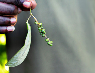African person's hand holding an exotic plant blask pepper on tropical summer background. © IrynaV