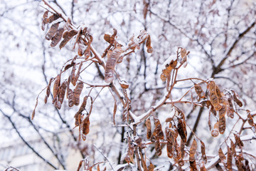 Winter background of branches