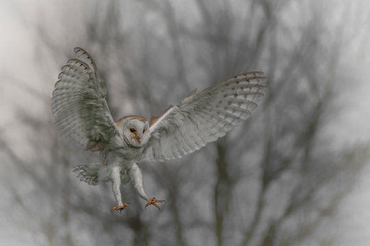 Beautiful Barn owl (Tyto alba) in flight before attack, with open wings. Forest background. Action wildlife scene from nature in the Netherlands. Copy space.