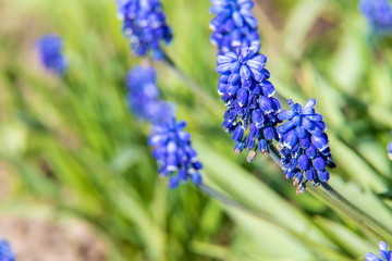Flower mouse hyacinth in spring. Selective focus.