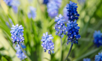 Flower mouse hyacinth in spring. Selective focus.