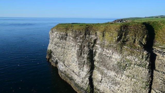 Black-legged kittiwakes, razorbills and guillemots nesting on rock ledges in sea cliff face at seabird colony in spring, Fowlsheugh, Scotland, UK