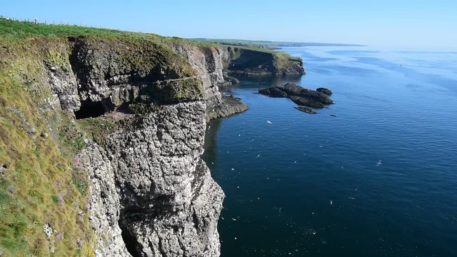 Black-legged kittiwakes, razorbills and guillemots nesting on rock ledges in sea cliff face at seabird colony in spring, Fowlsheugh, Scotland, UK