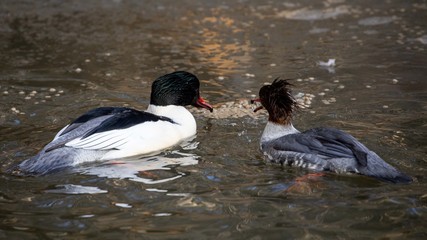 Ein Paar Gänsesäger schwimmt in der Seitenansicht auf einem Teich