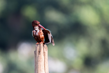 white throat kingfisher