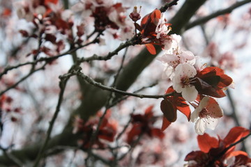 Blossoms on Tree