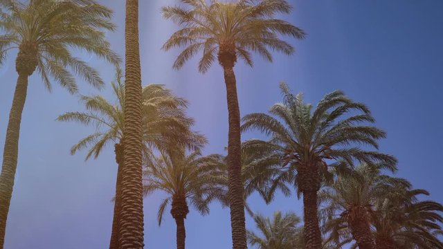 Palm Tress Waving On A Sunny Day 4K