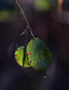 The vivid red spots of Violet Bramble Rust (Phragmidium violaceum) on the leaf of Bramble (Rubus fruticosus).