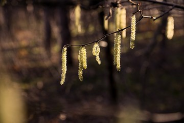 branch with hazelnut pollen