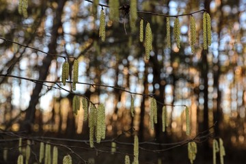 branch with hazelnut pollen