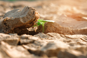New life, Rising sprout on dry ground with Water shortage. Earth Day or environment protection.
