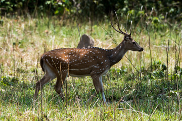 Naklejka na ściany i meble Spotted deer sitting and running in the forest 