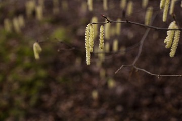 branch with hazelnut pollen