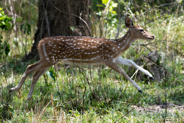 Spotted deer sitting and running in the forest 