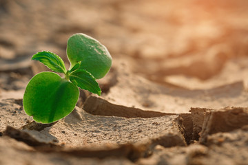 New life, Rising sprout on dry ground with Water shortage. Earth Day or environment protection.