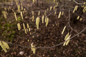 branch with hazelnut pollen