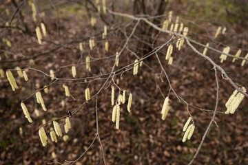 branch with hazelnut pollen