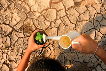 Care Of New Life. Rising sprout on dry ground with Water shortage. Earth Day or environment protection.