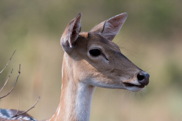 portrait of a deer