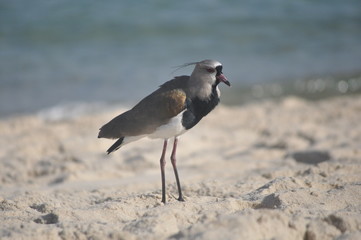 beak bird in the sand beach pose