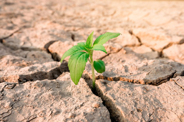 New life, Rising sprout on dry ground with Water shortage. Earth Day or environment protection.