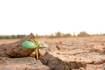 New life, Rising sprout on dry ground with Water shortage. Earth Day or environment protection.