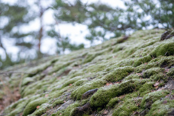 Green moss, Bryophyta