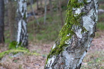 Common moss Bryophyte