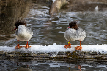 Zwei Gänsesäger Weibchen sitzen auf einem verschneiten Stamm über einem Teich